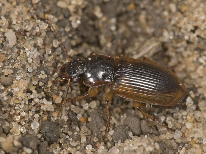 Image of Anisodactylus (Anadaptus) discoideus Dejean 1831