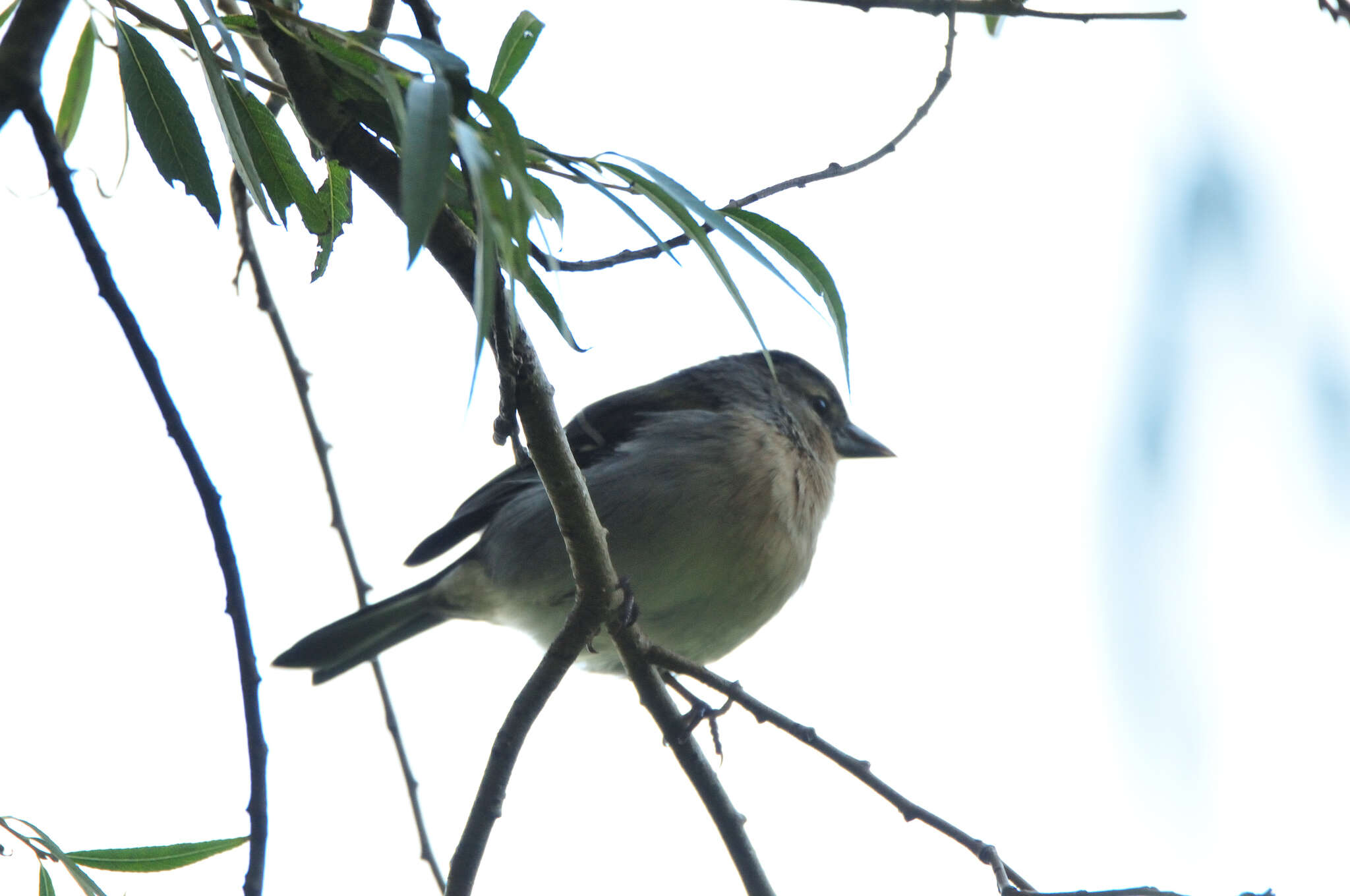 Image of Fringilla coelebs moreletti Pucheran 1859