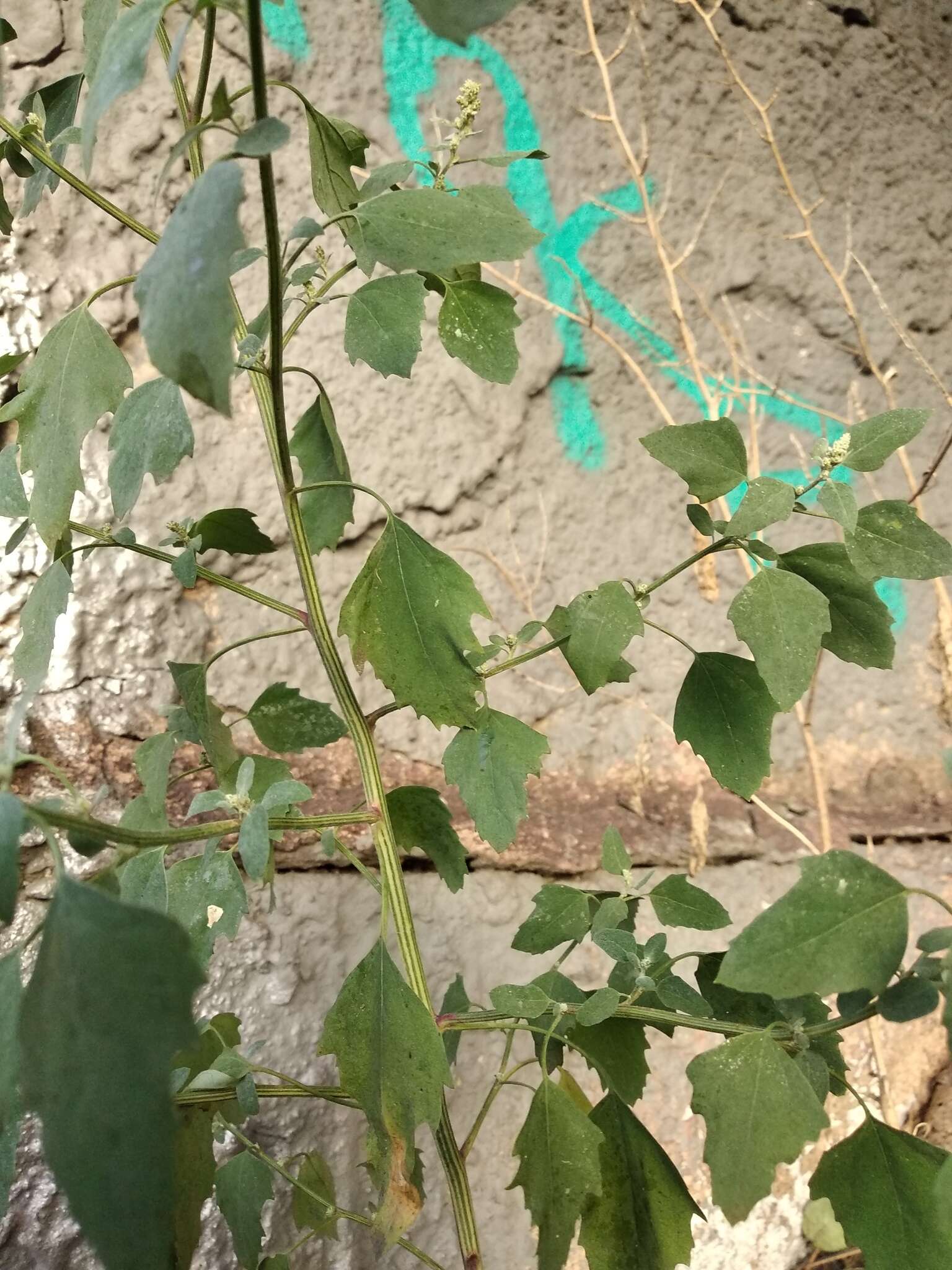 Image of Grey Goosefoot