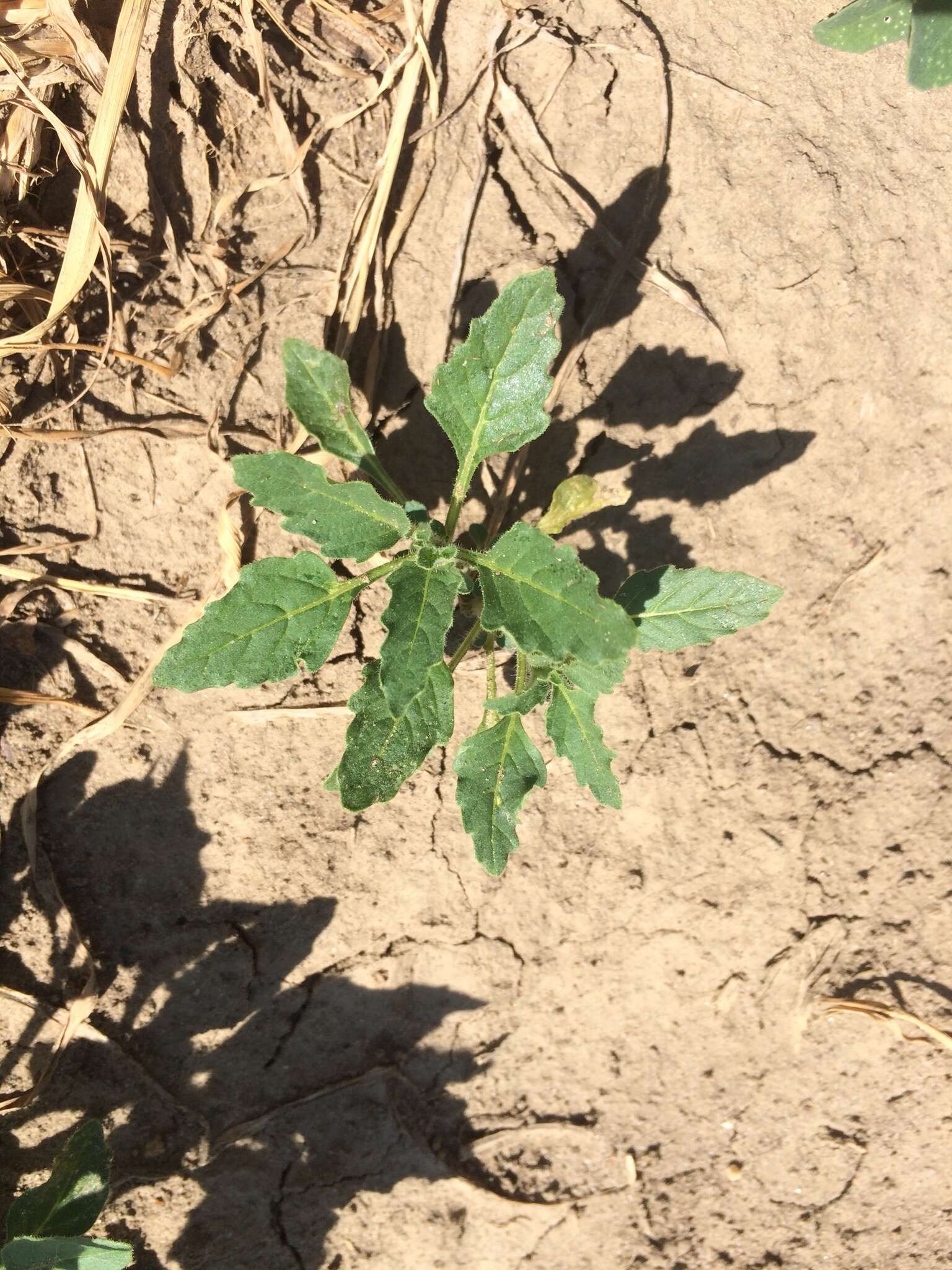 Solanum physalifolium var. nitidibaccatum (Bitter) J. M. Edmonds的圖片