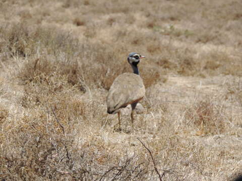 Image of Blue Bustard