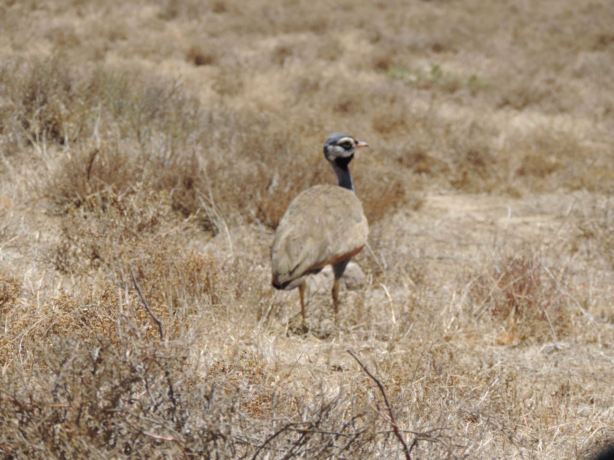 Image of Blue Bustard