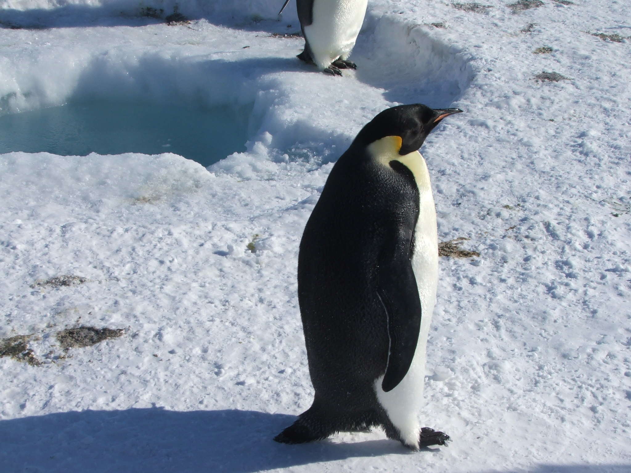 Image of Emperor Penguin