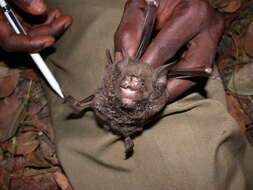 Image of Cyclops Leaf-nosed Bat