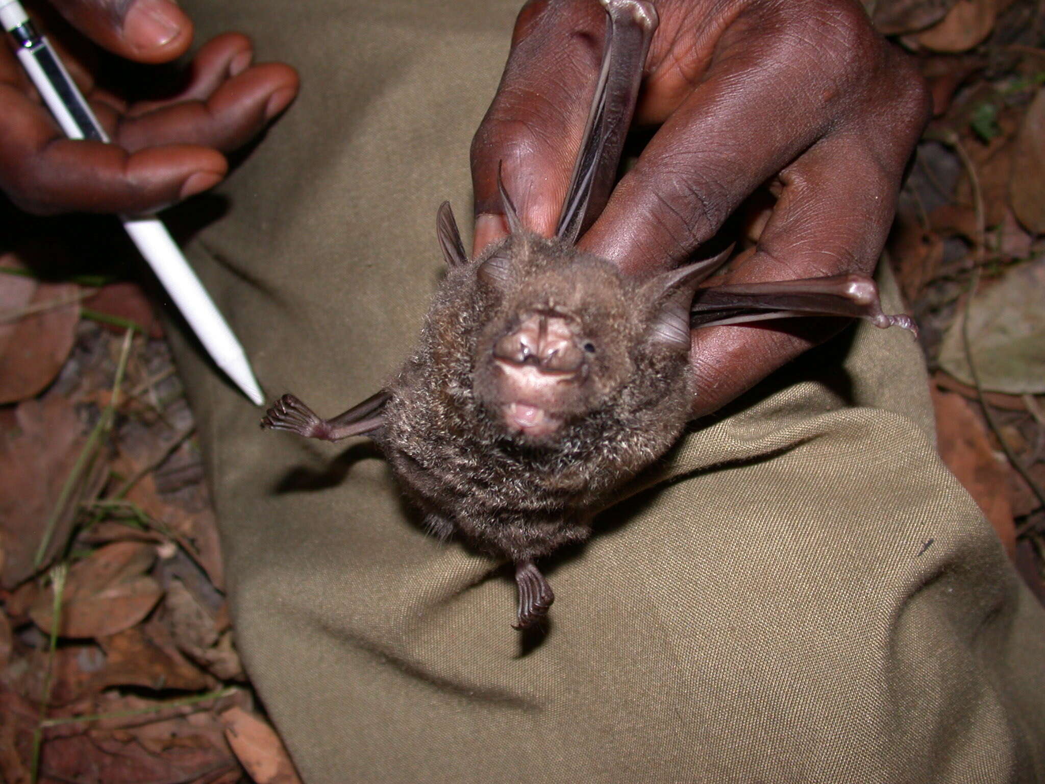 Image of Cyclops Leaf-nosed Bat