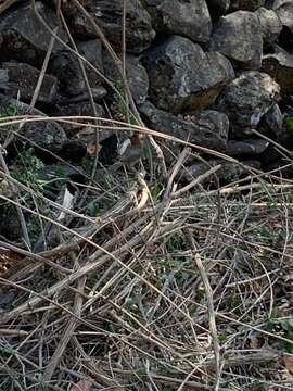 Image of Rusty-crowned Ground Sparrow