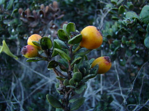 Image of Myrcianthes coquimbensis (Barnéoud) L. R. Landrum & F. T. Grifo