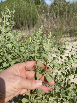 Image of Florida wild indigo