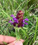 صورة Prunella vulgaris subsp. lanceolata (W. P. C. Barton) Piper & Beattie