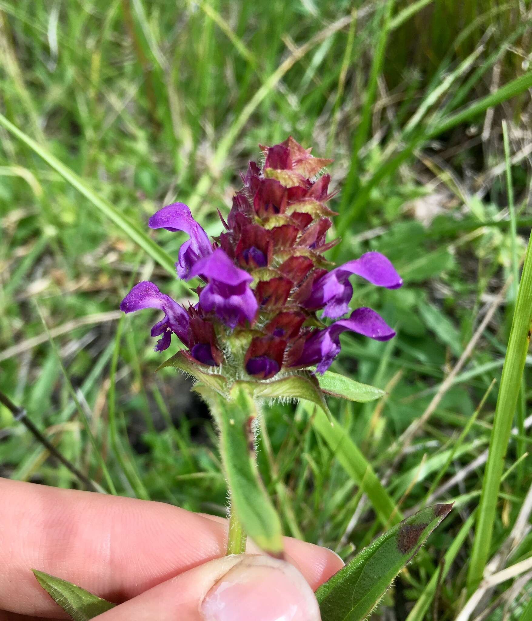 صورة Prunella vulgaris subsp. lanceolata (W. P. C. Barton) Piper & Beattie