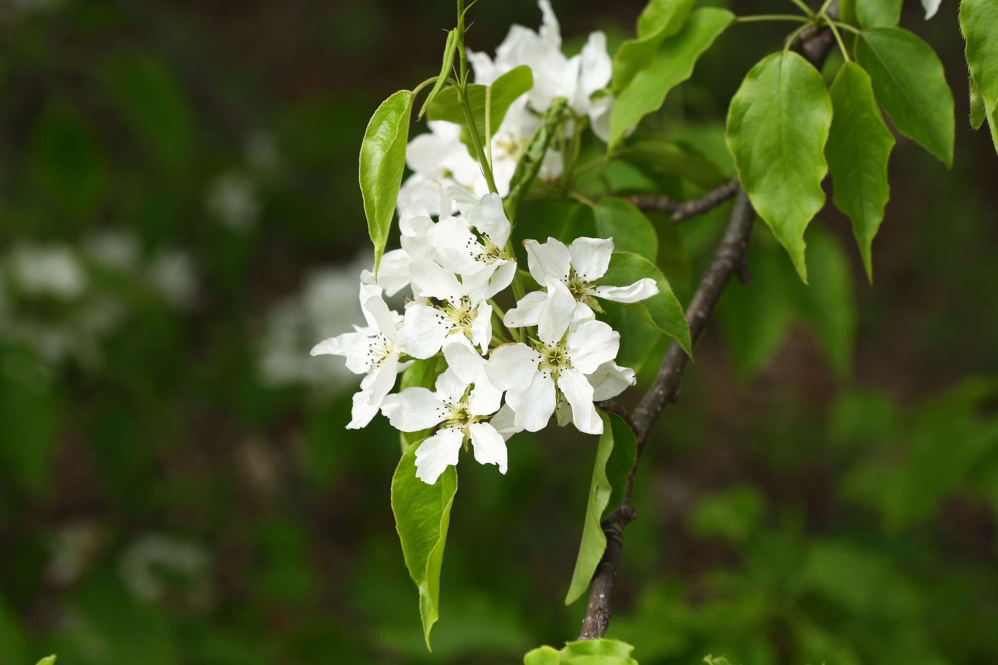 Plancia ëd Pyrus ussuriensis Maxim.