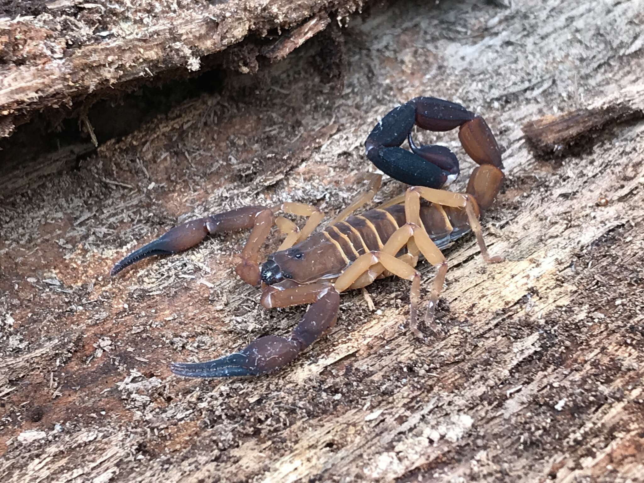 صورة Babycurus gigas Kraepelin 1896