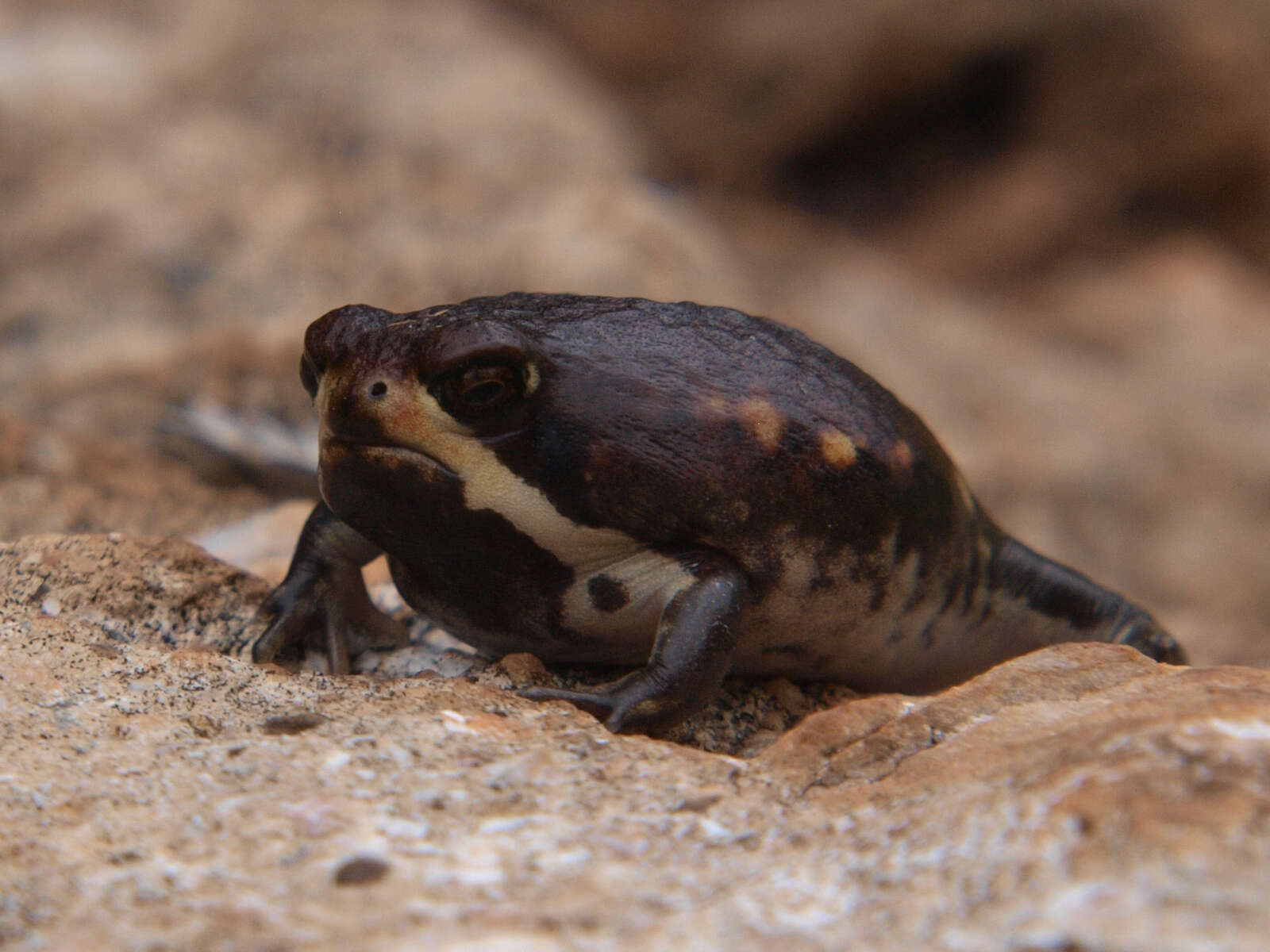 Image of Power’s Rain Frog