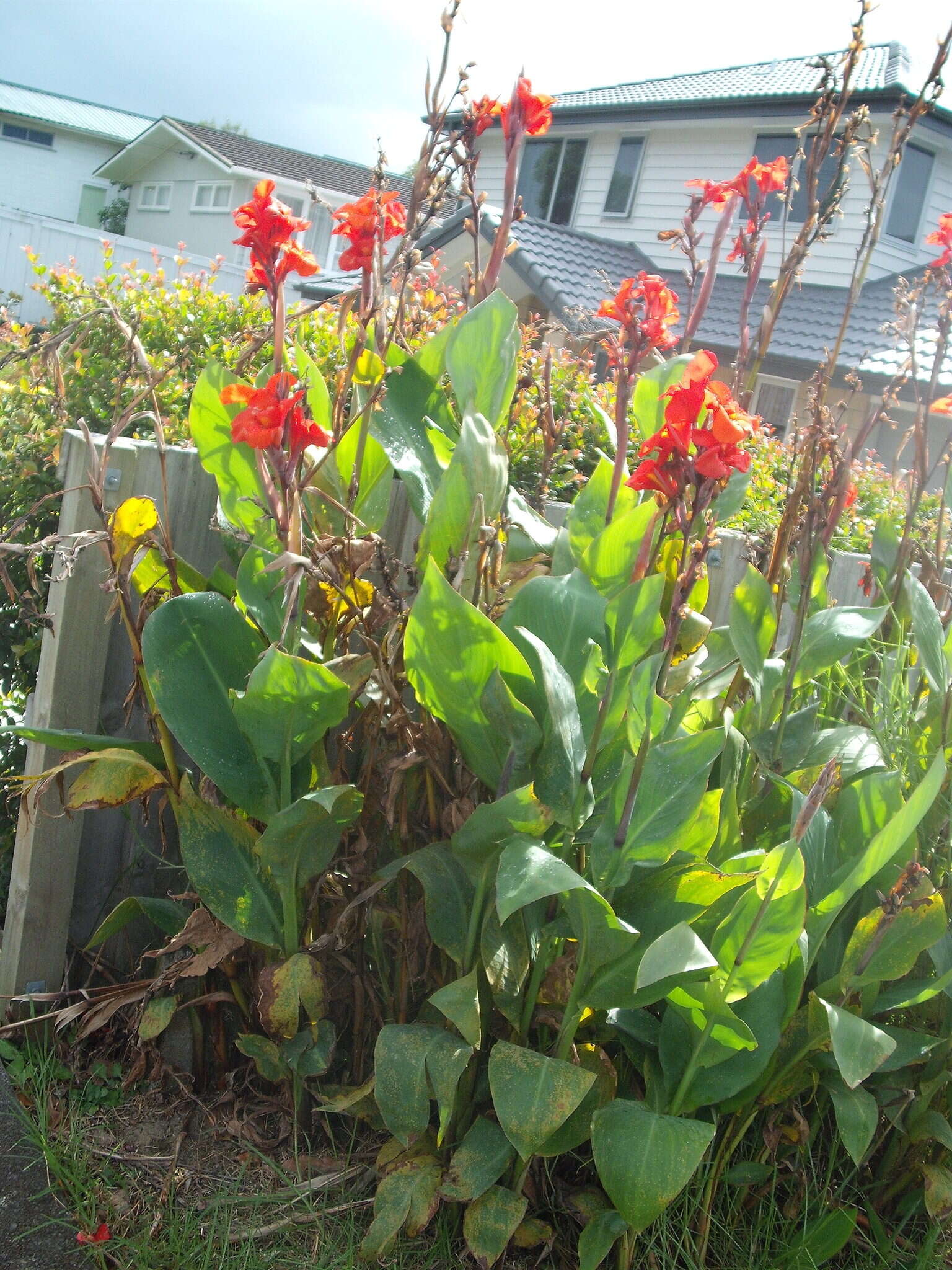 Image of Canna rust