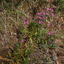 Image of Centaurium erythraea subsp. rhodense (Boiss. & Reuter) Melderis