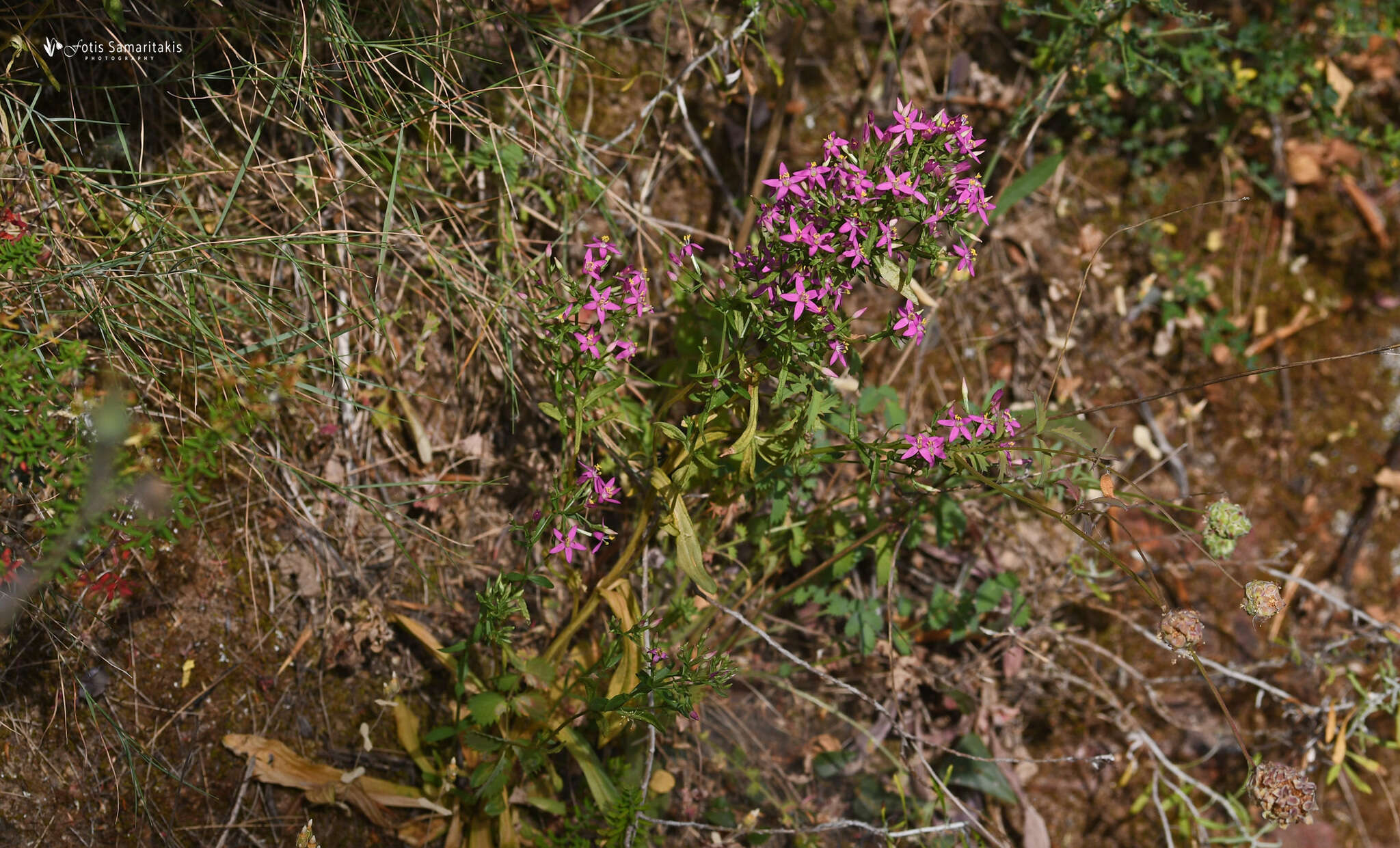 Image of Centaurium erythraea subsp. rhodense (Boiss. & Reuter) Melderis