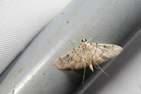 Dichocrocis definita Butler 1889 resmi