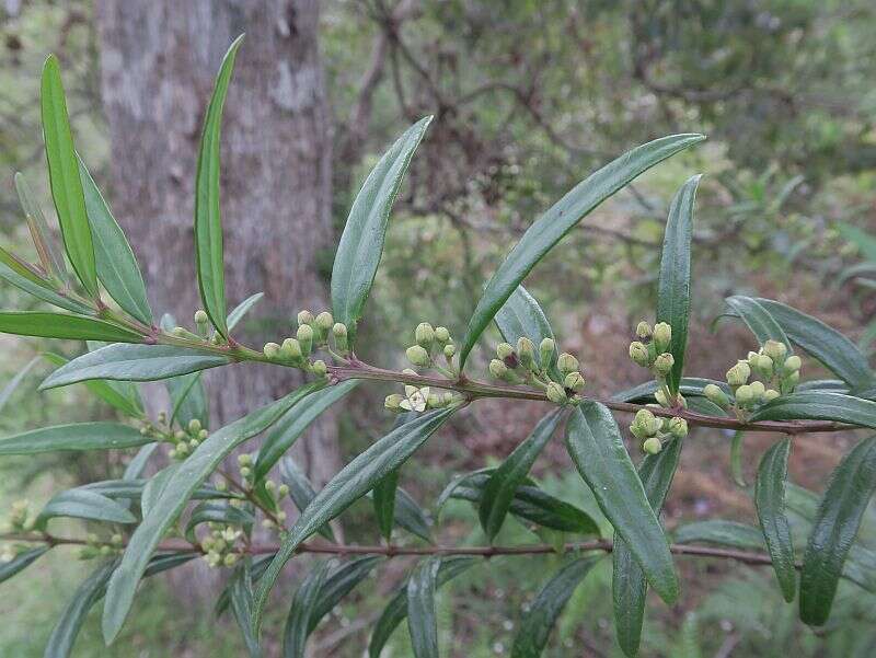 Image of Santalum obtusifolium R. Br.