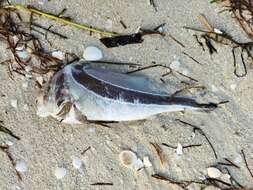 Image of Donkey fish