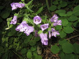 Image of Campanula komarovii Maleev