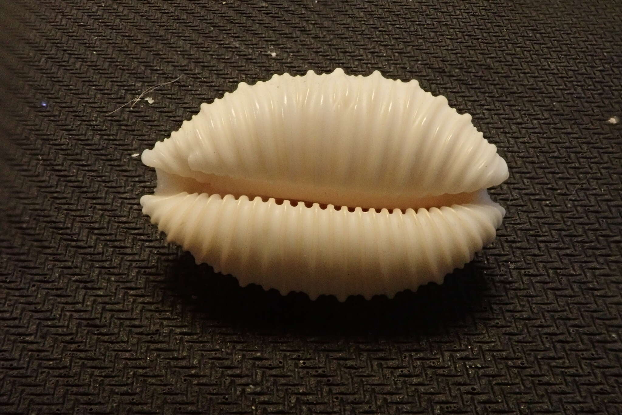 Image of granulated cowry