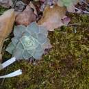 Image of Echeveria simulans Rose