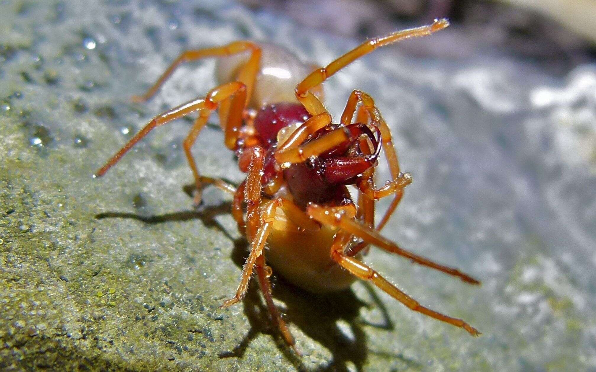 Imagem de Dysdera crocata C. L. Koch 1838