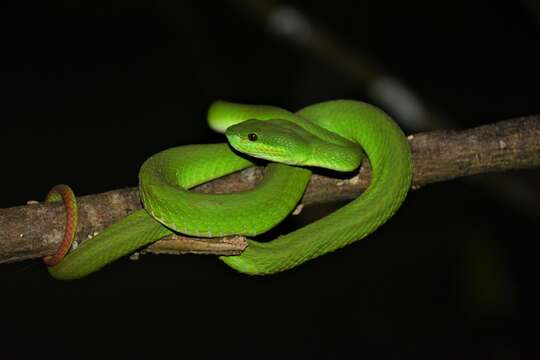 Image of White-lipped island pitviper