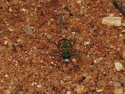 Image of Cicindela (Ancylia) calligramma Schaum 1861