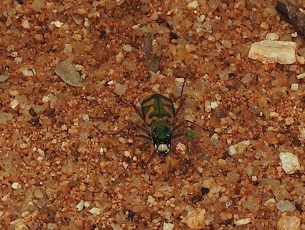 Image of Cicindela (Ancylia) calligramma Schaum 1861