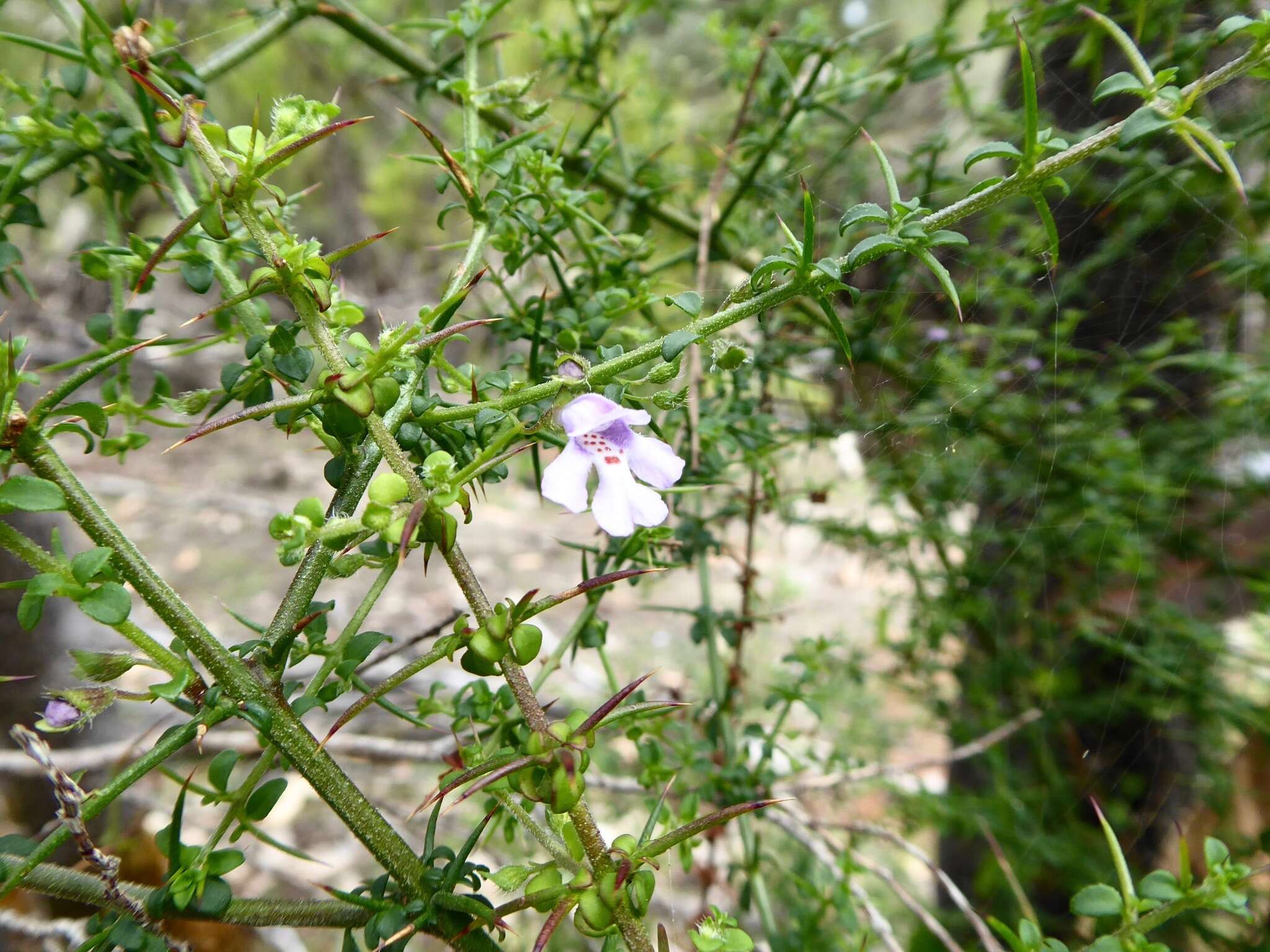 Prostanthera spinosa F. Muell. resmi