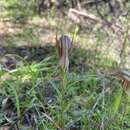 Image of Curled-tongue shell orchid