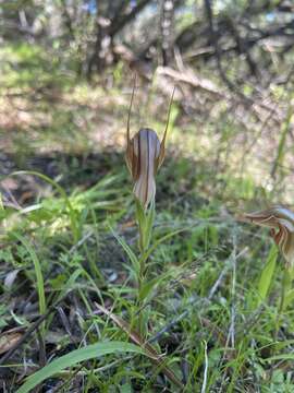 Image of Curled-tongue shell orchid