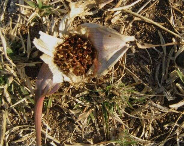 Image of Colchicum melanthioides subsp. melanthioides