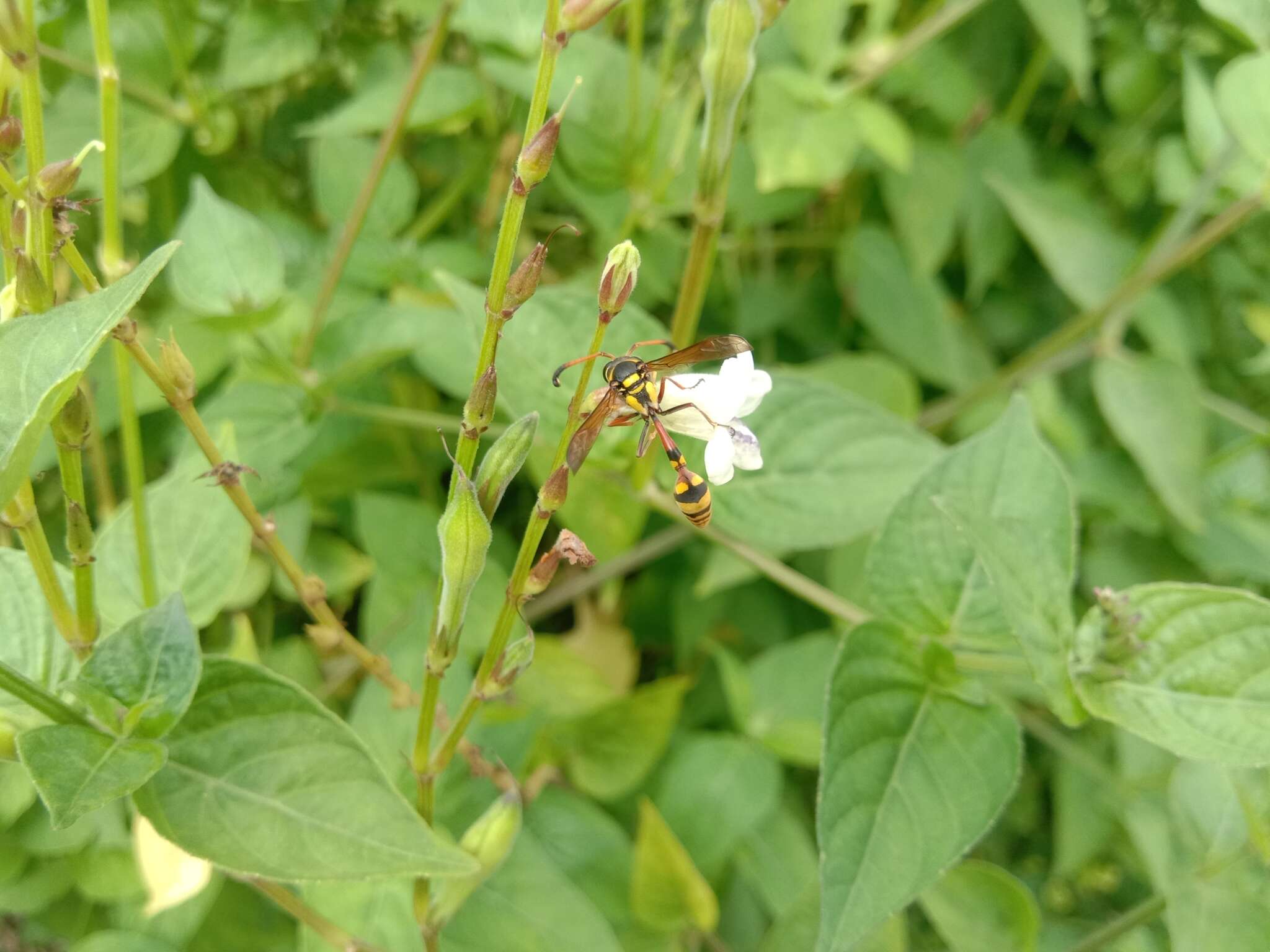 Image of Yellow and black potter wasp