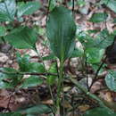 Image of Aspidistra nikolaii Aver. & Tillich