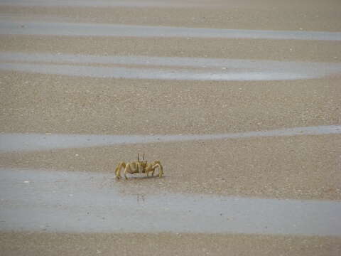 Image of tufted ghost crab