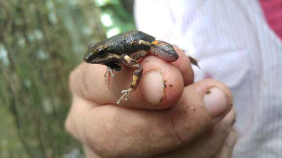 Plancia ëd Colostethus inguinalis (Cope 1868)