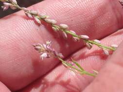 Image of tropical milkwort