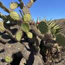 Imagem de Opuntia clarkiorum