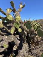 Sivun Opuntia clarkiorum kuva