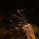 Image of Xylaria filiformis (Alb. & Schwein.) Fr. 1849