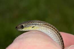 Image of Striped Legless Lizard