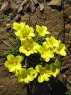 Plancia ëd Moraea fugacissima (L. fil.) Goldblatt