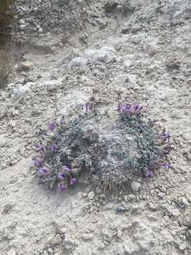 Image of Ash Meadows milkvetch