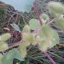 Image of Xanthium strumarium subsp. strumarium