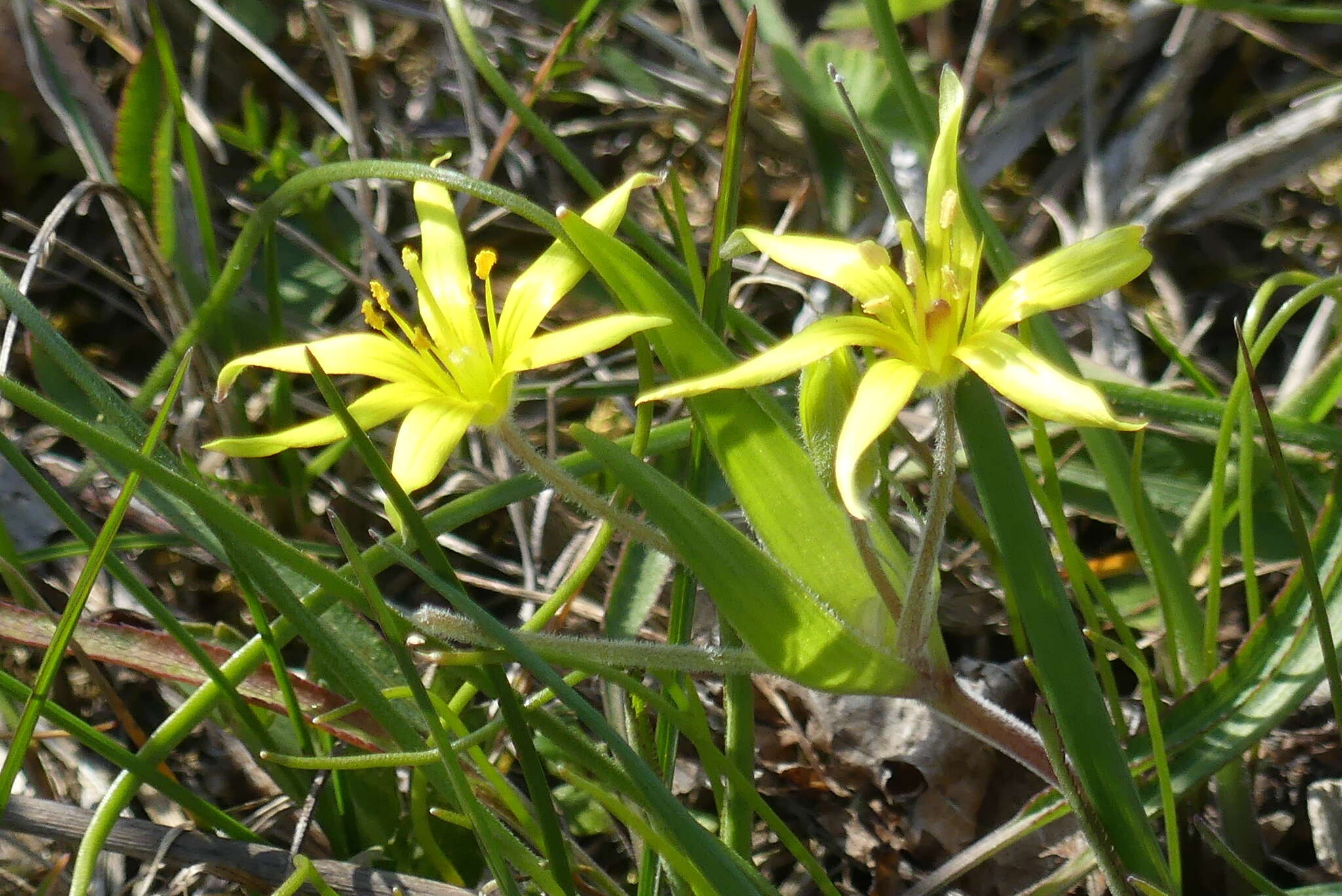 Image of field star-of-bethlehem