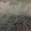 Image of Karoo milkbush