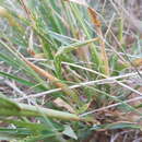 Sivun Panicum laevinode Lindl. kuva