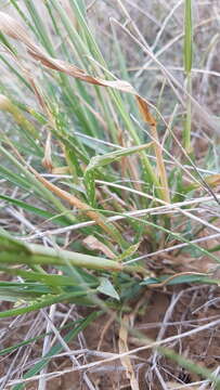 Plancia ëd Panicum laevinode Lindl.